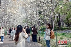 山东济南：玉兰大道游人如织